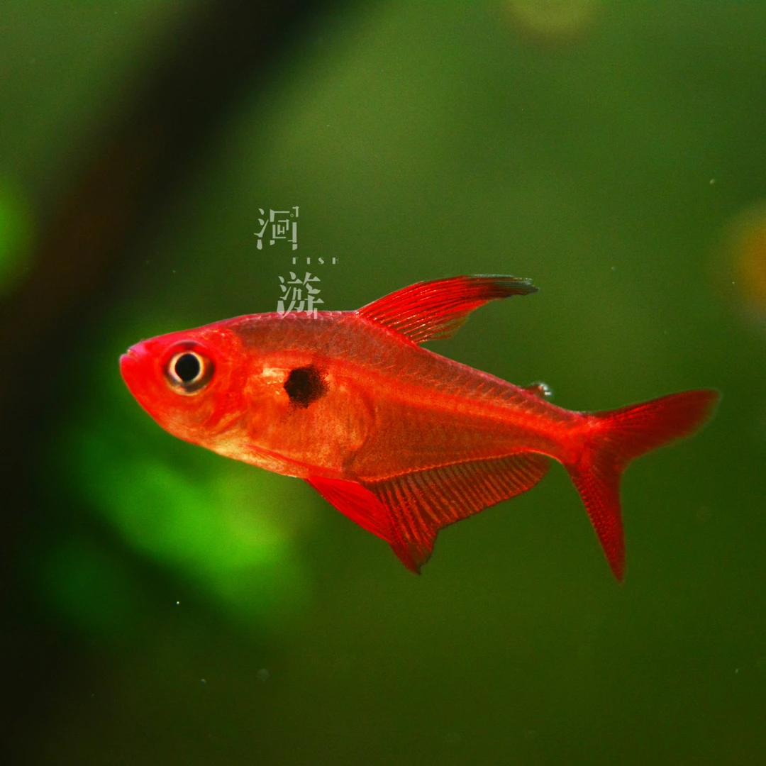 【洄游】红衣梦幻旗灯鱼南美热带观赏鱼小鱼混养/定水检疫满200包邮