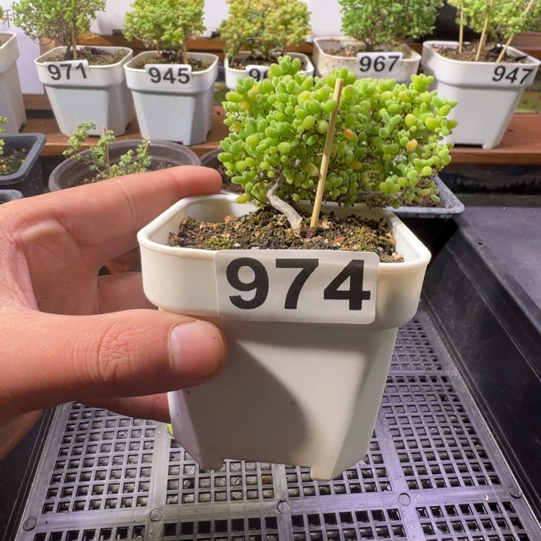 枝干番杏蜜橘糖球974