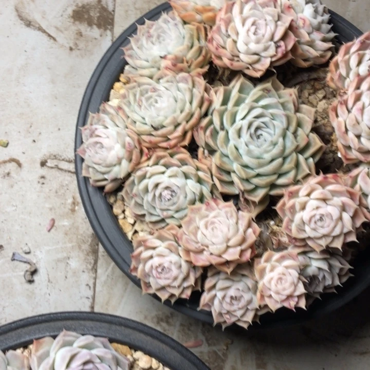 幽****园115/////////////////