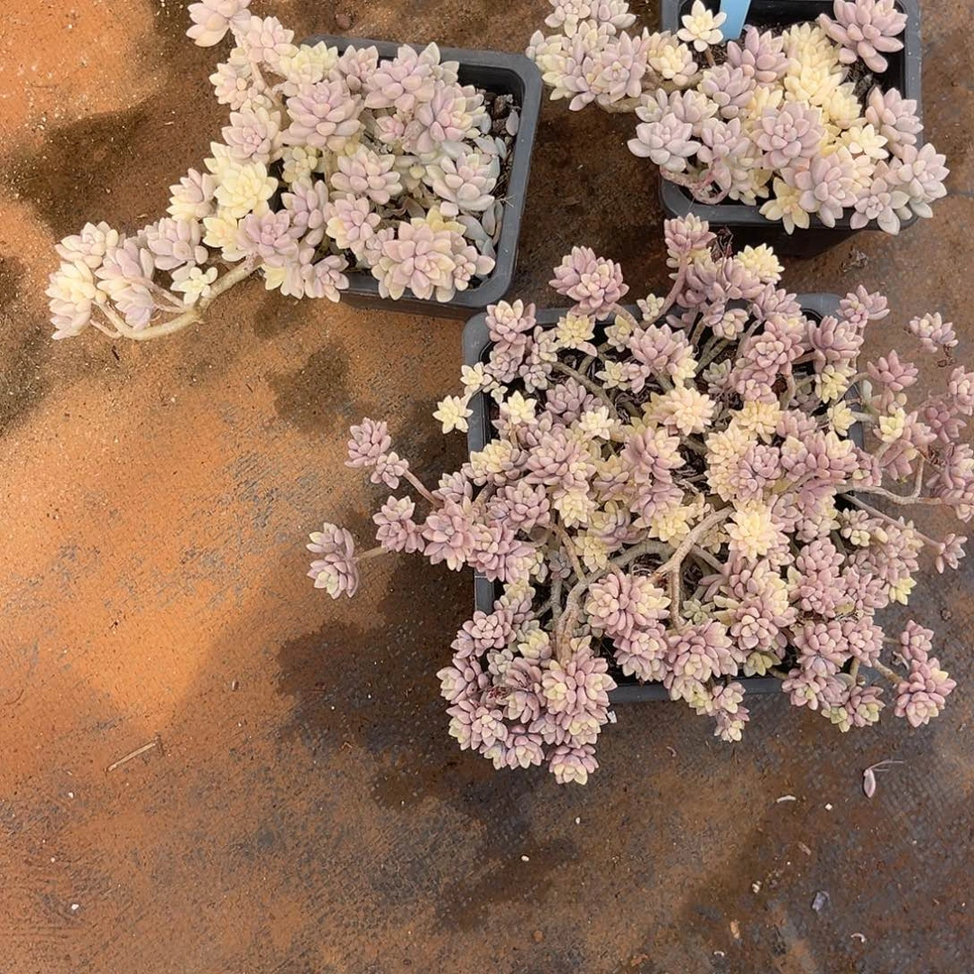 爱***）云尘多肉一物一拍212