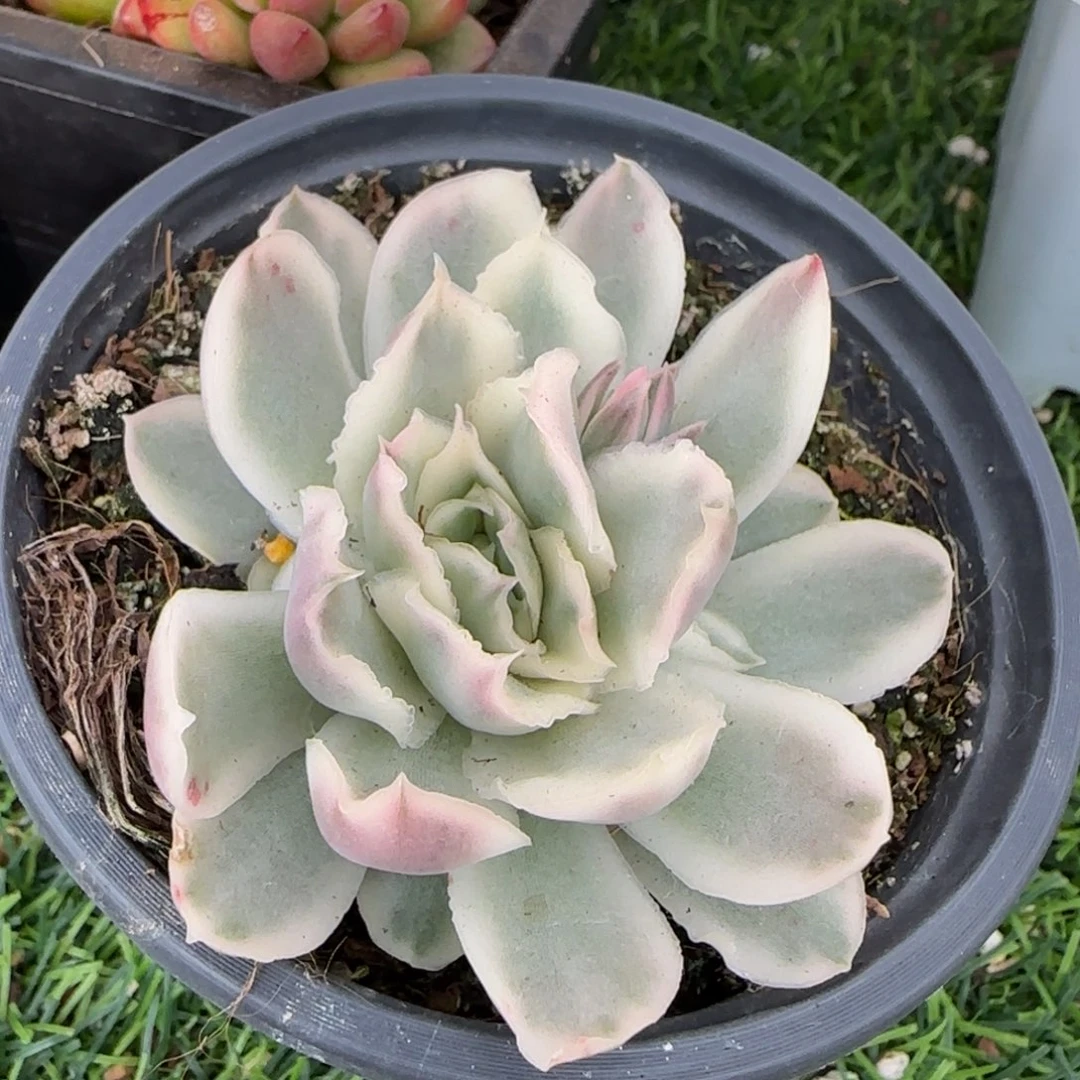 紫蝴蝶锦   多肉植物