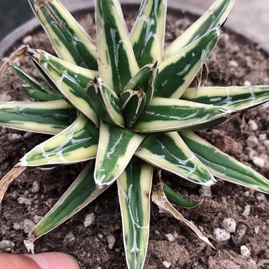 龙舌兰雪山母本多肉