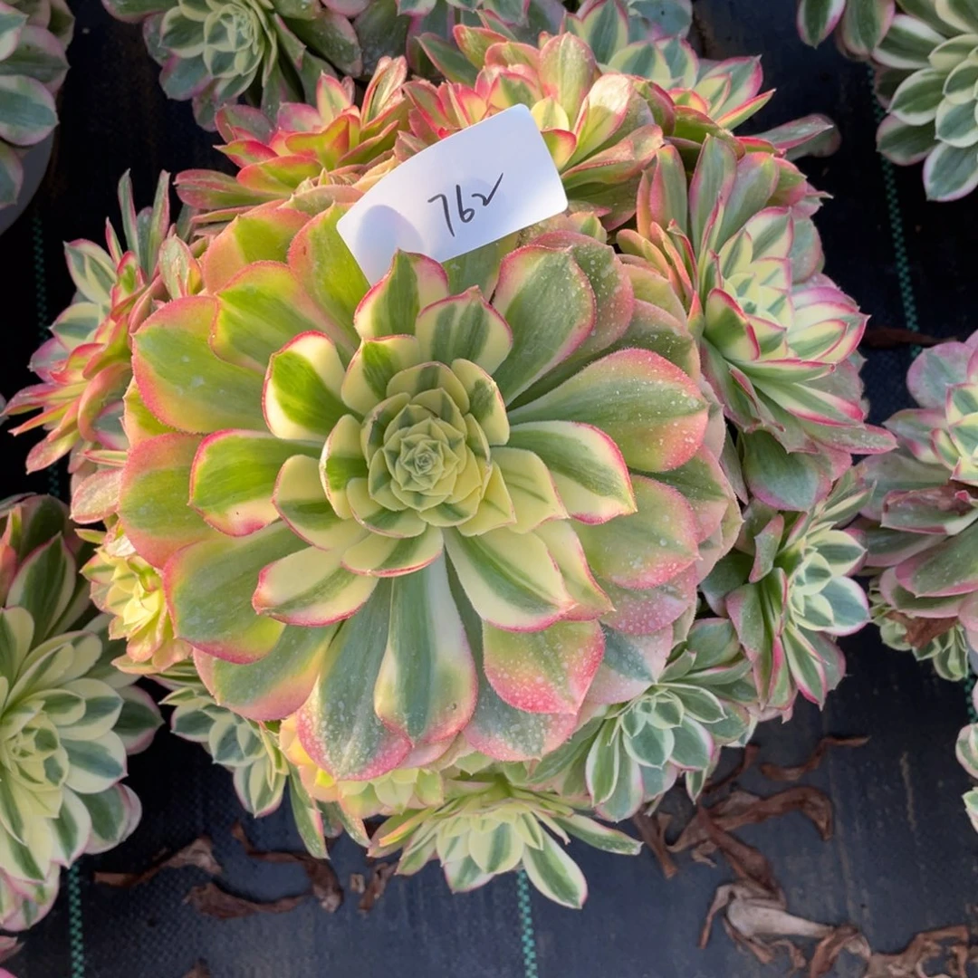 76211111111111111111