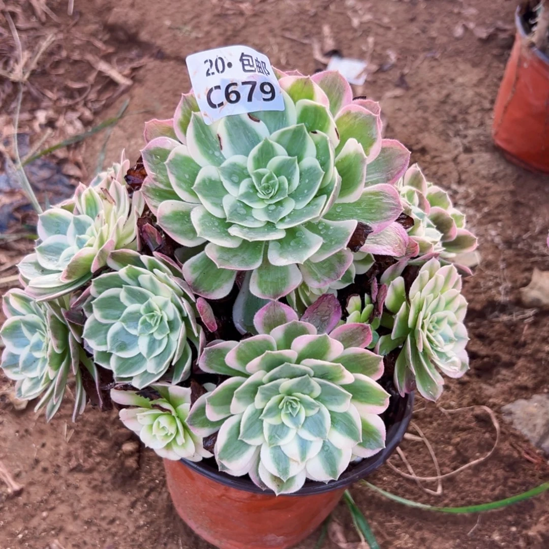 679海王，多肉法师