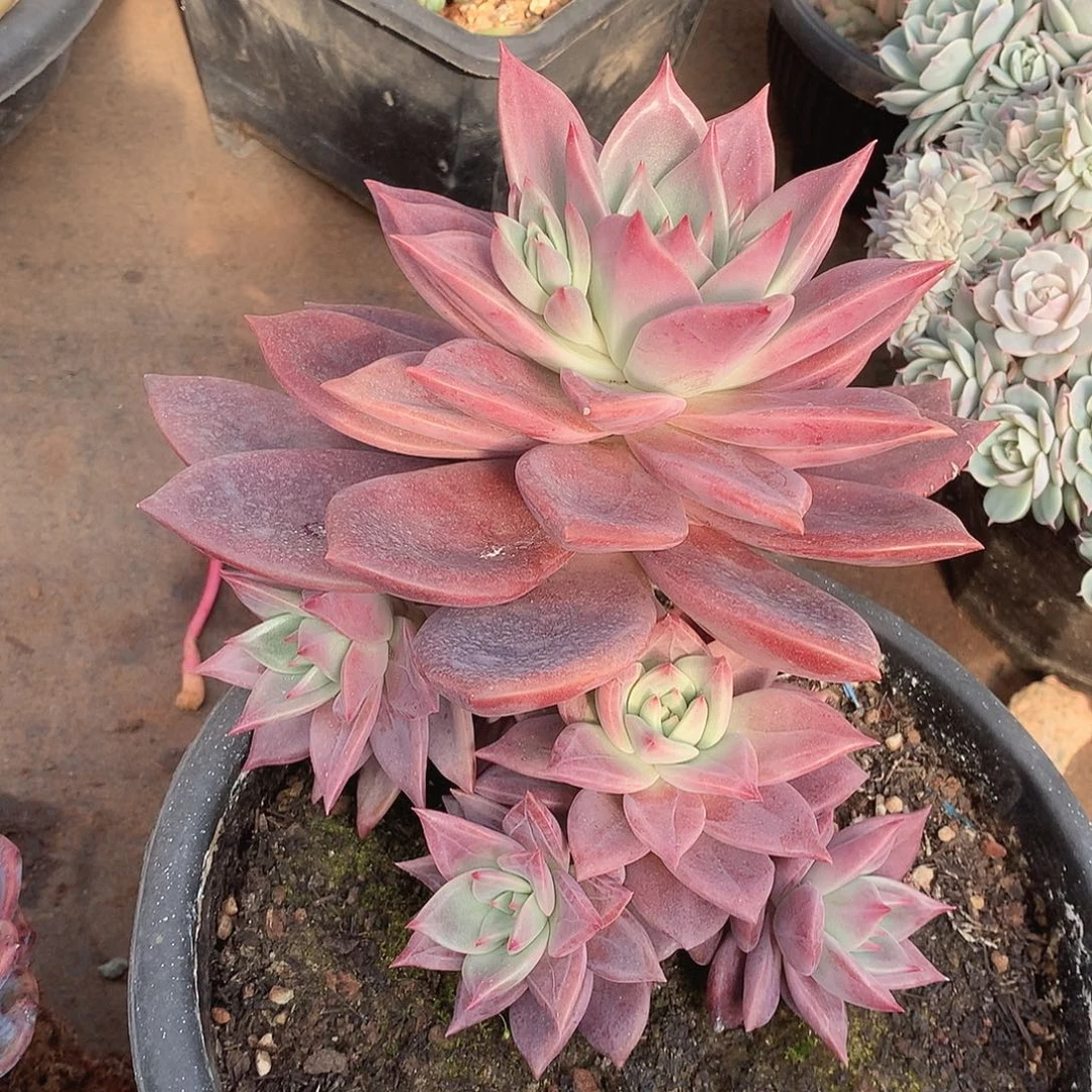 492红糖卡一物一拍多肉