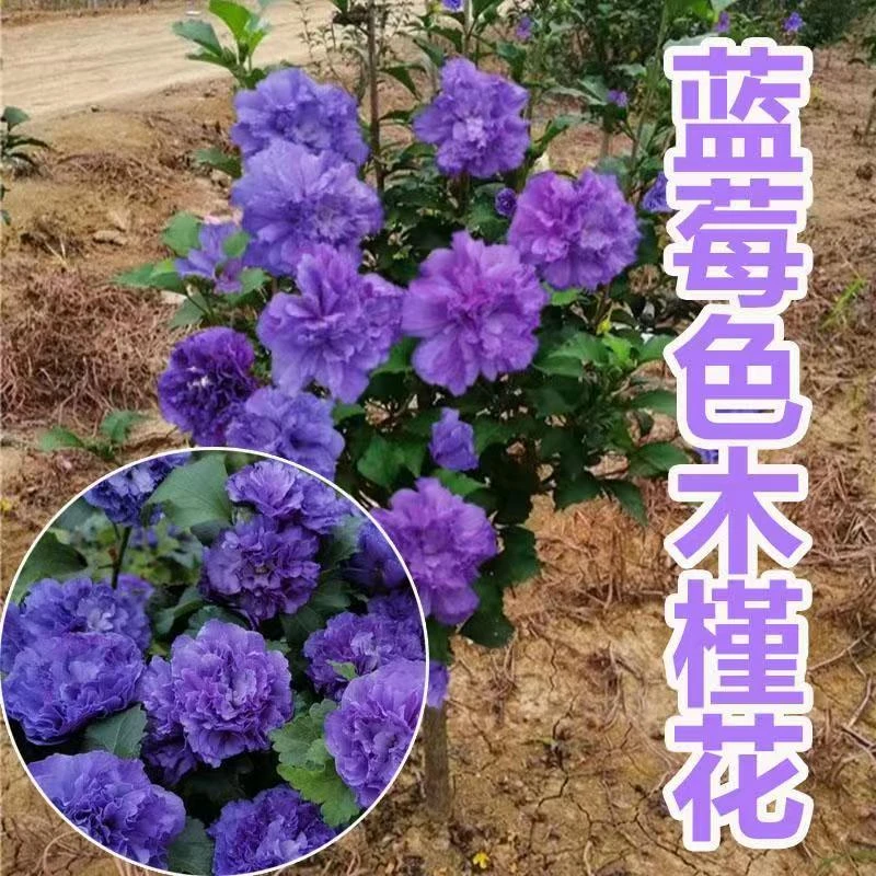 庭院花卉木槿花重瓣大花四季耐寒盆栽阳台开花植物好养树苗包成活