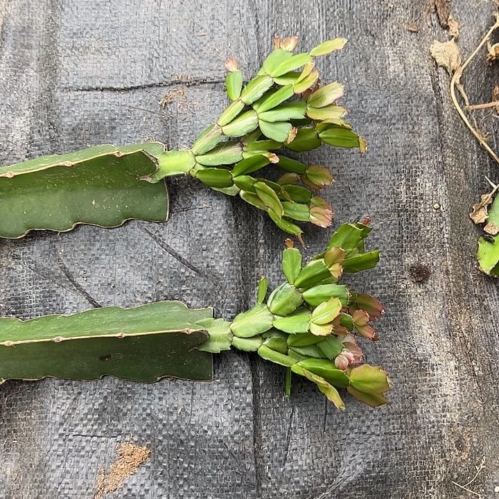 红桑巴嫁接多叶片小苗一颗28.8