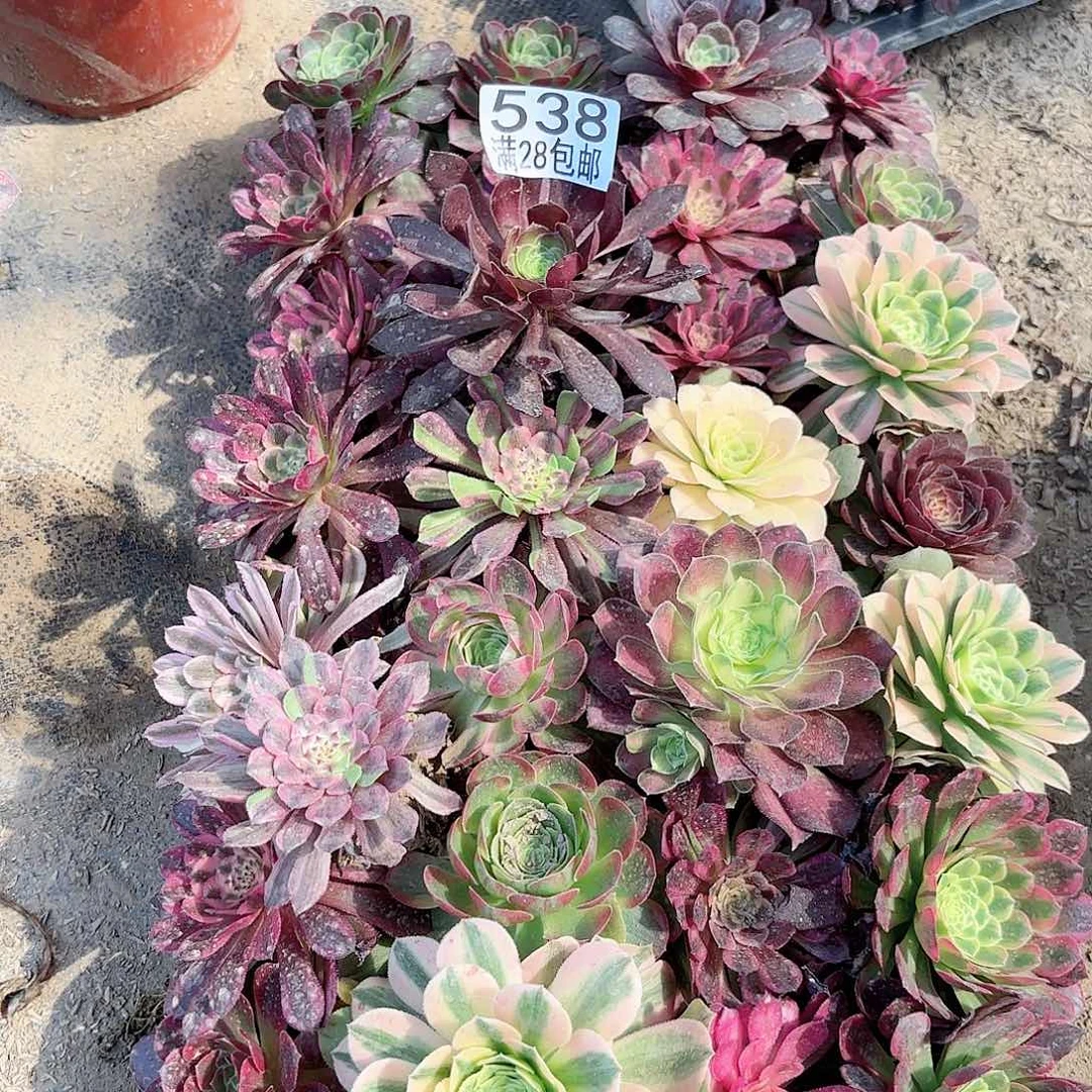 T. 538一堆多肉111111