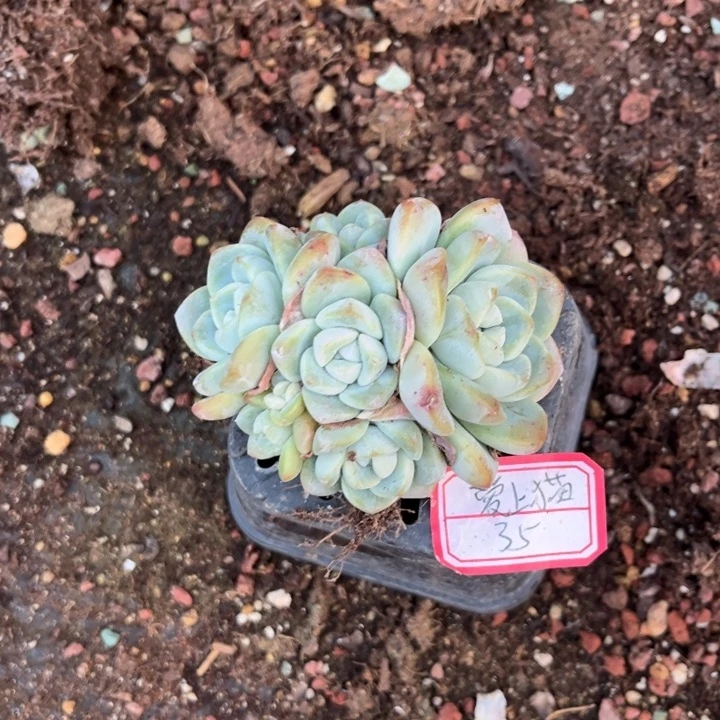 爱***猫冰玉多肉十方盆6头