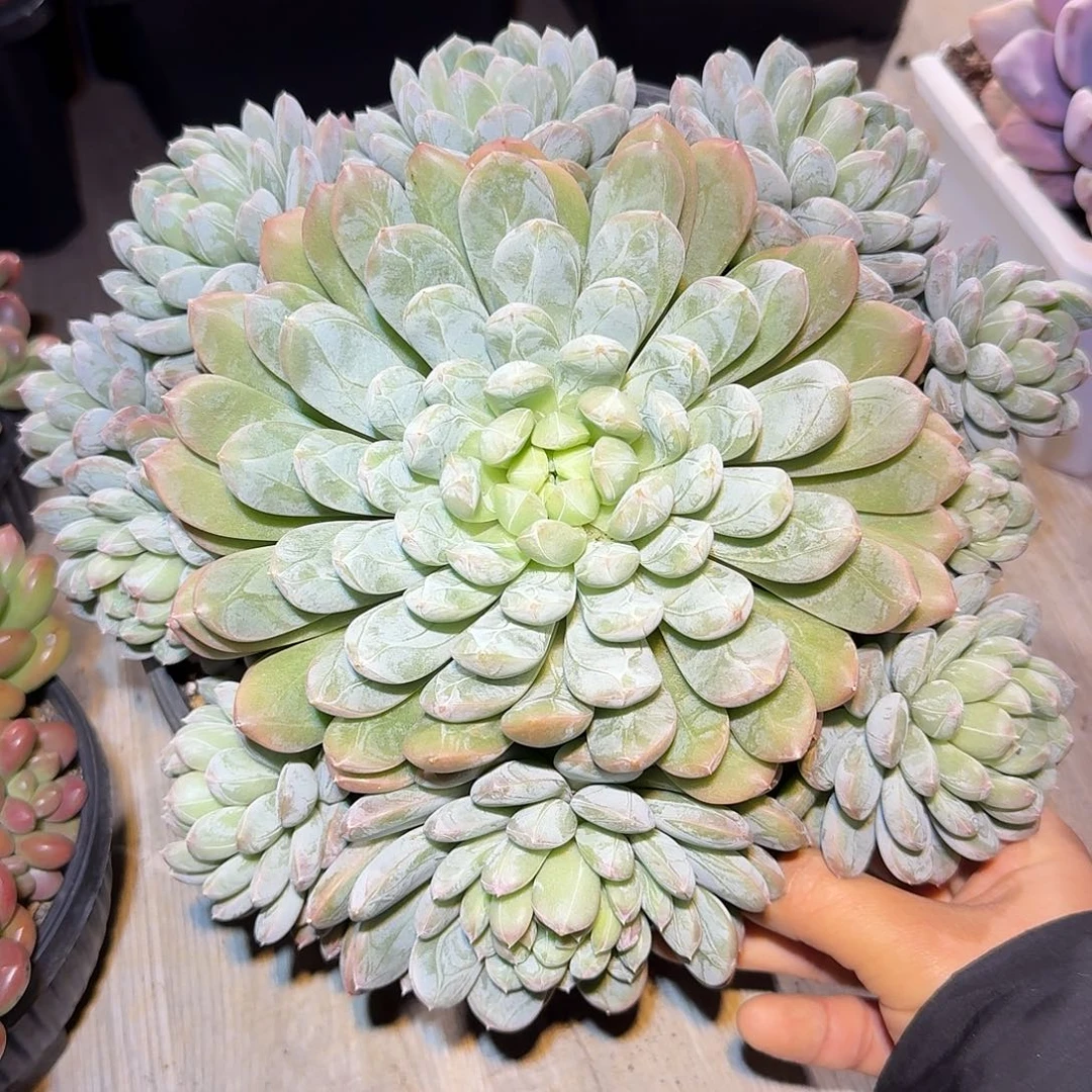 百达翡翠整无砍群生