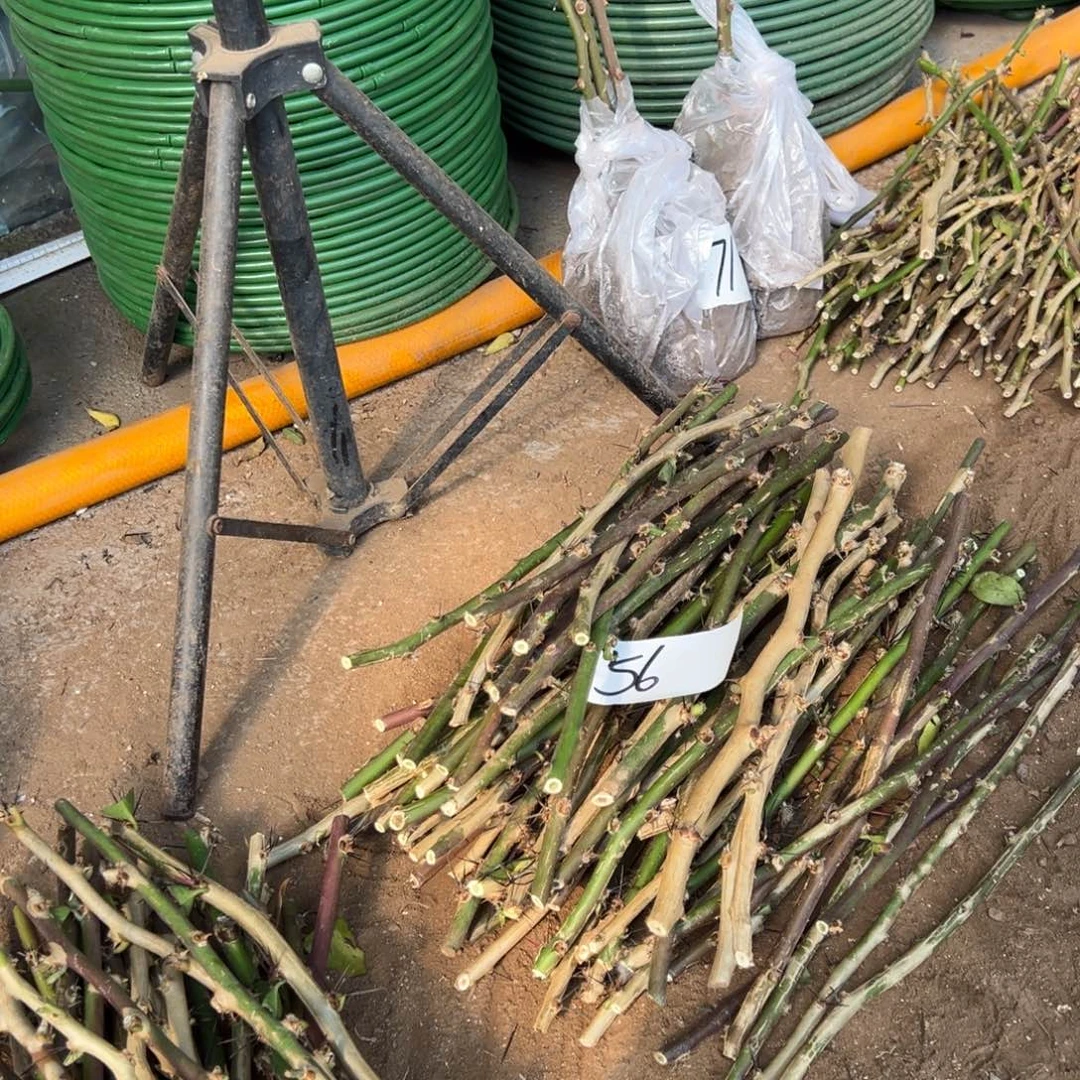 30公分叶仙枝条10根编号56