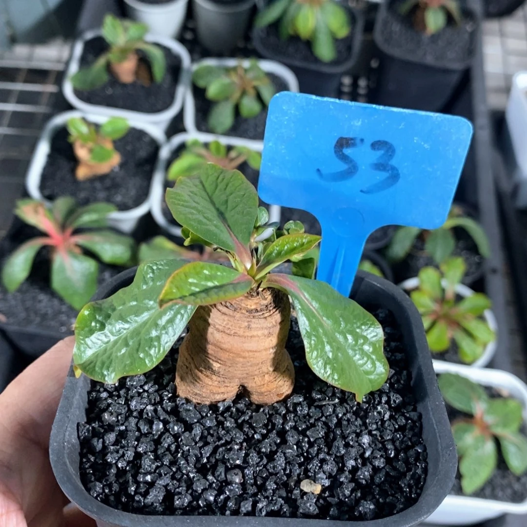 鬼笑大戟多肉植物一个