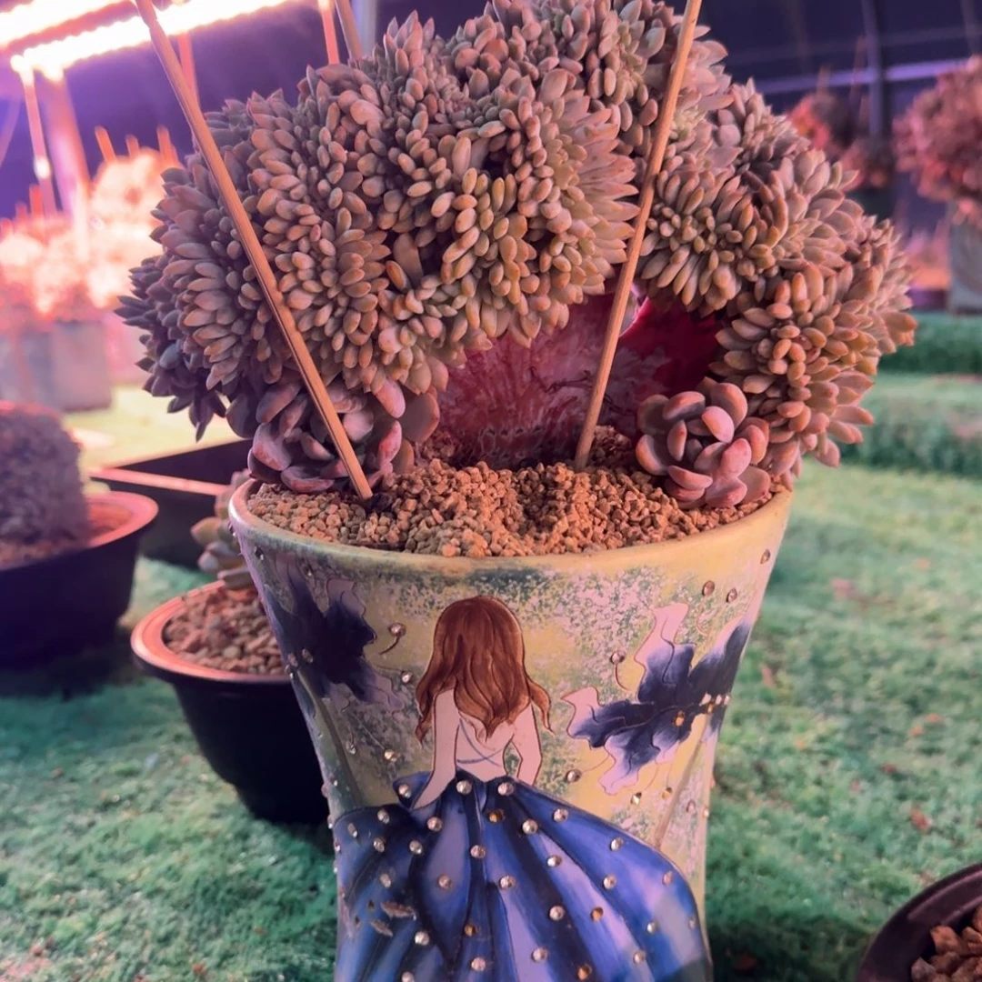 星影树缀无砍多肉