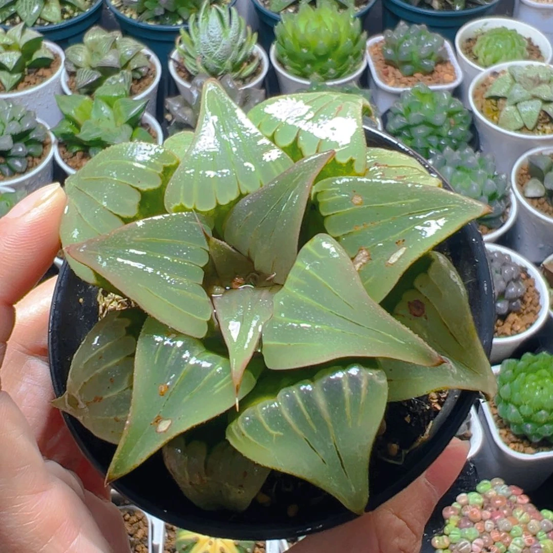 媚凤万象盆玉露多肉