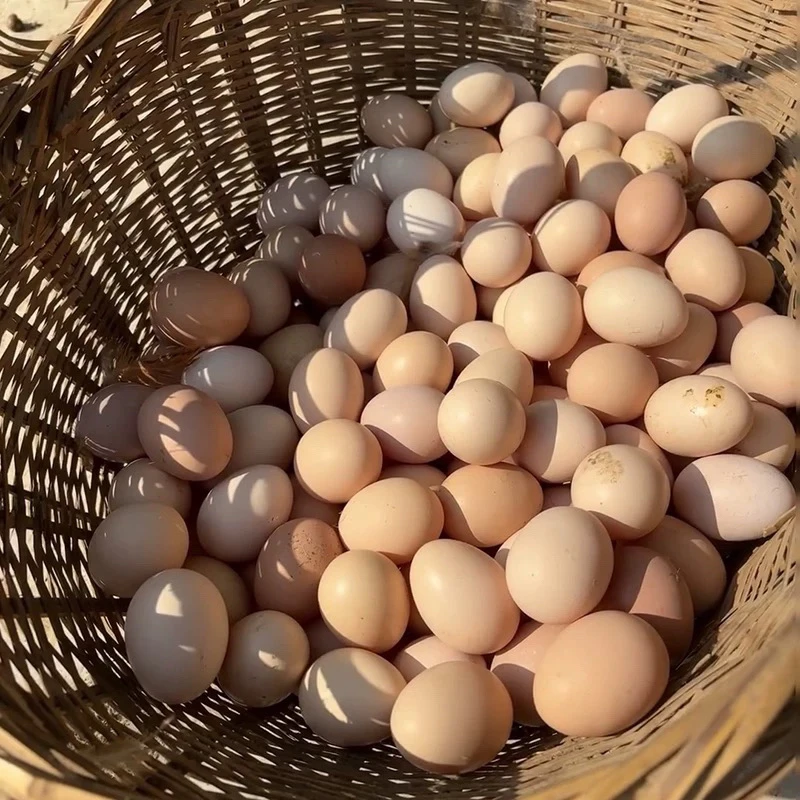 天津蓟县山林散养柴鸡蛋土鸡蛋90枚 顺丰包邮