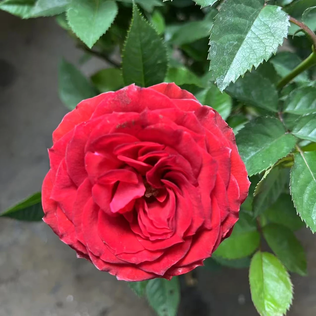 红苹果 微型月季 盆栽带花苞