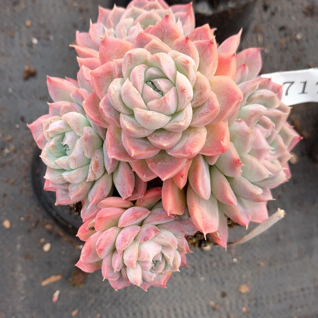 阿*4717杂交多肉植物