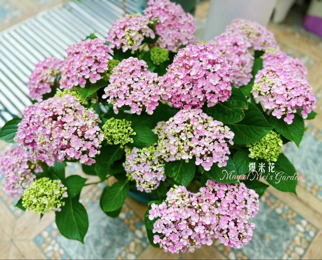 【粉色爆米花】1加仑盆 庭院阳台新手好养绿植 盆栽植物