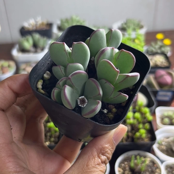 049 少将多肉植物