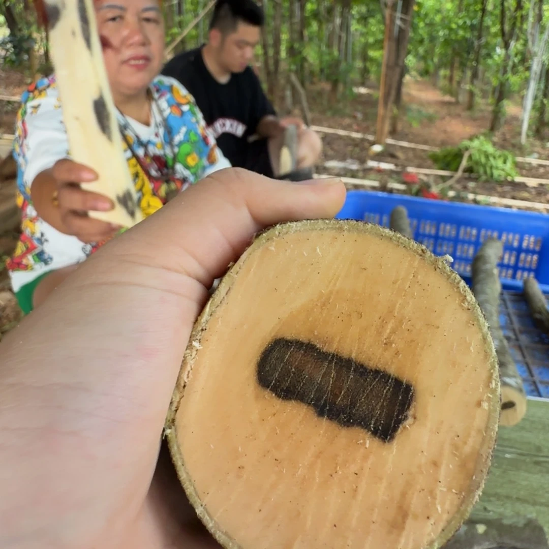 橄***0线香奇楠沉香原木