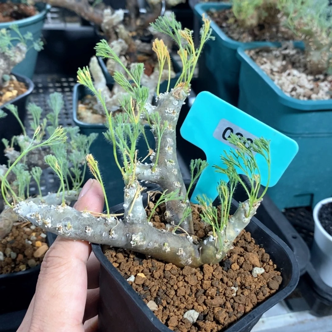黑皮月界多肉植物