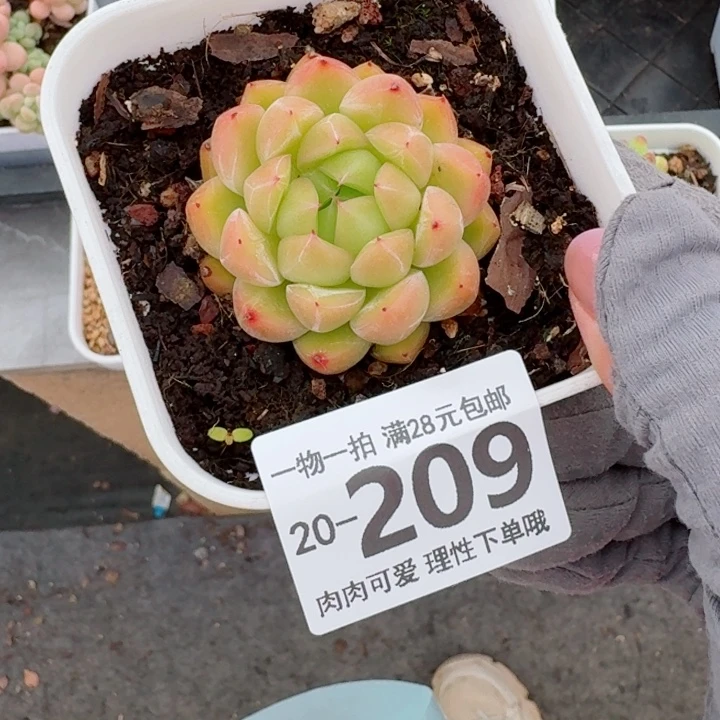 冰山珍妮多肉植物多肉多肉