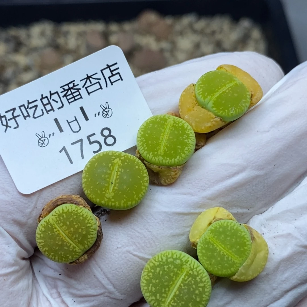 1758。零下拍保温.18包邮.当天凑哦