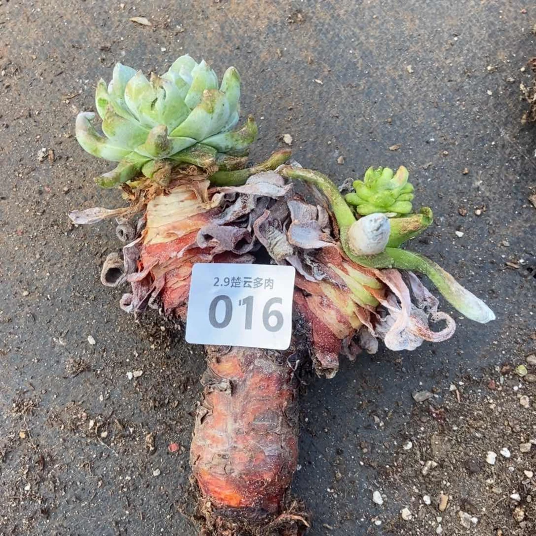 016拇指处理多肉植物