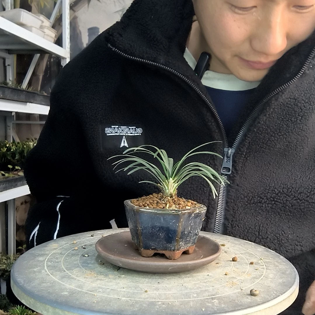 瑾小盆景小植物一物一拍278