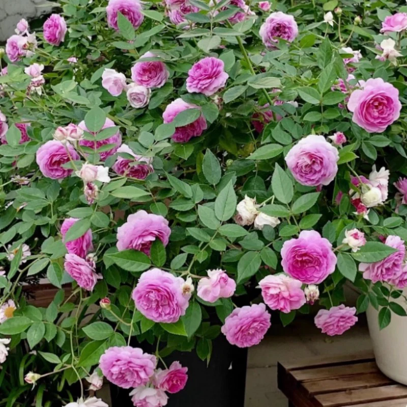 微型小盆栽玛姬婶婶月季浓香微月玫瑰阳台四季开花苗