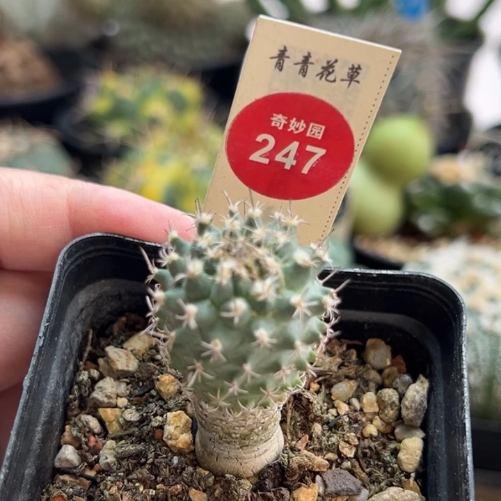 实生老海胆娇丽2.6cm有雀斑