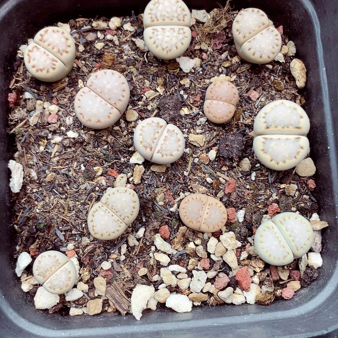 生石花满18包邮1023-236