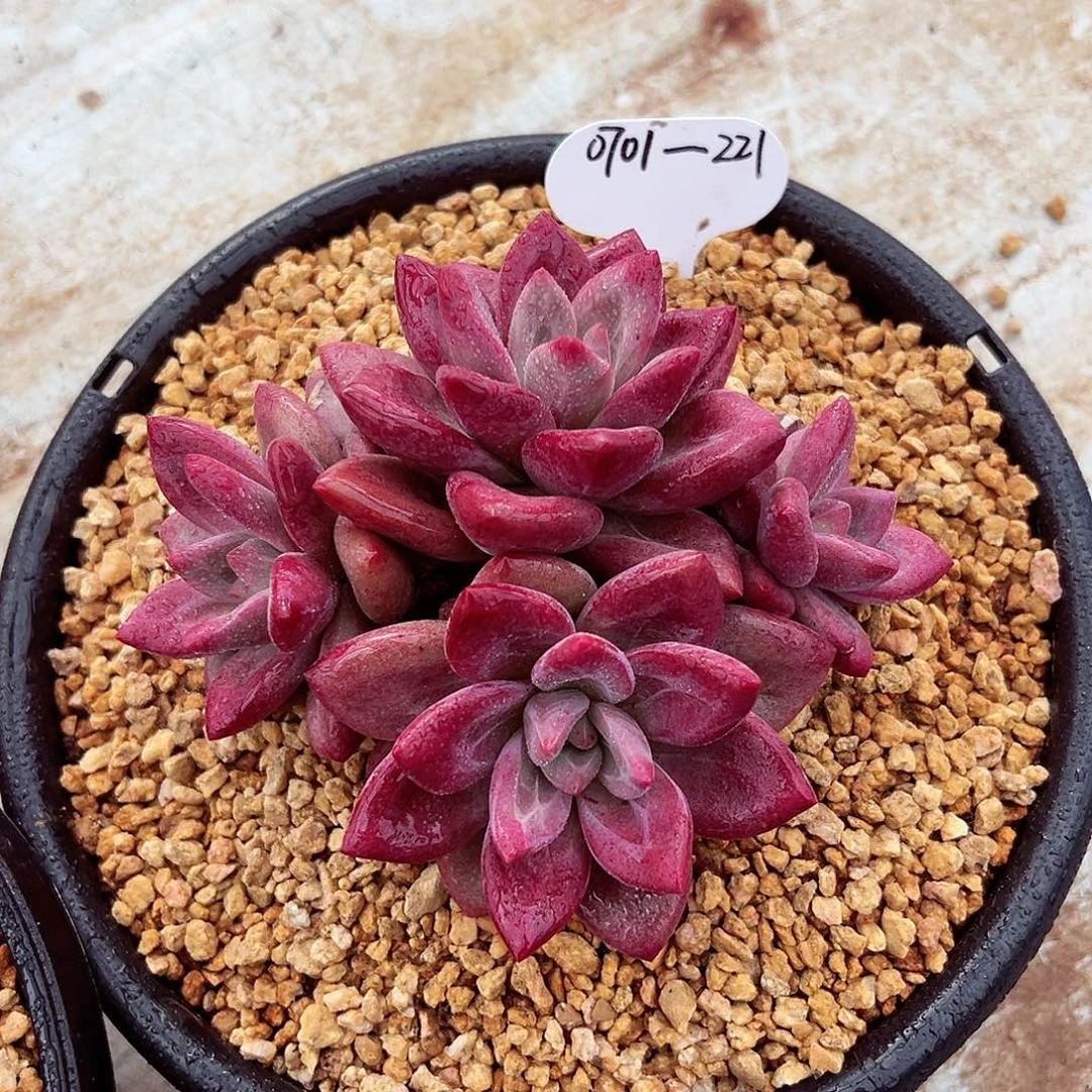 0701-221赫菲斯托群