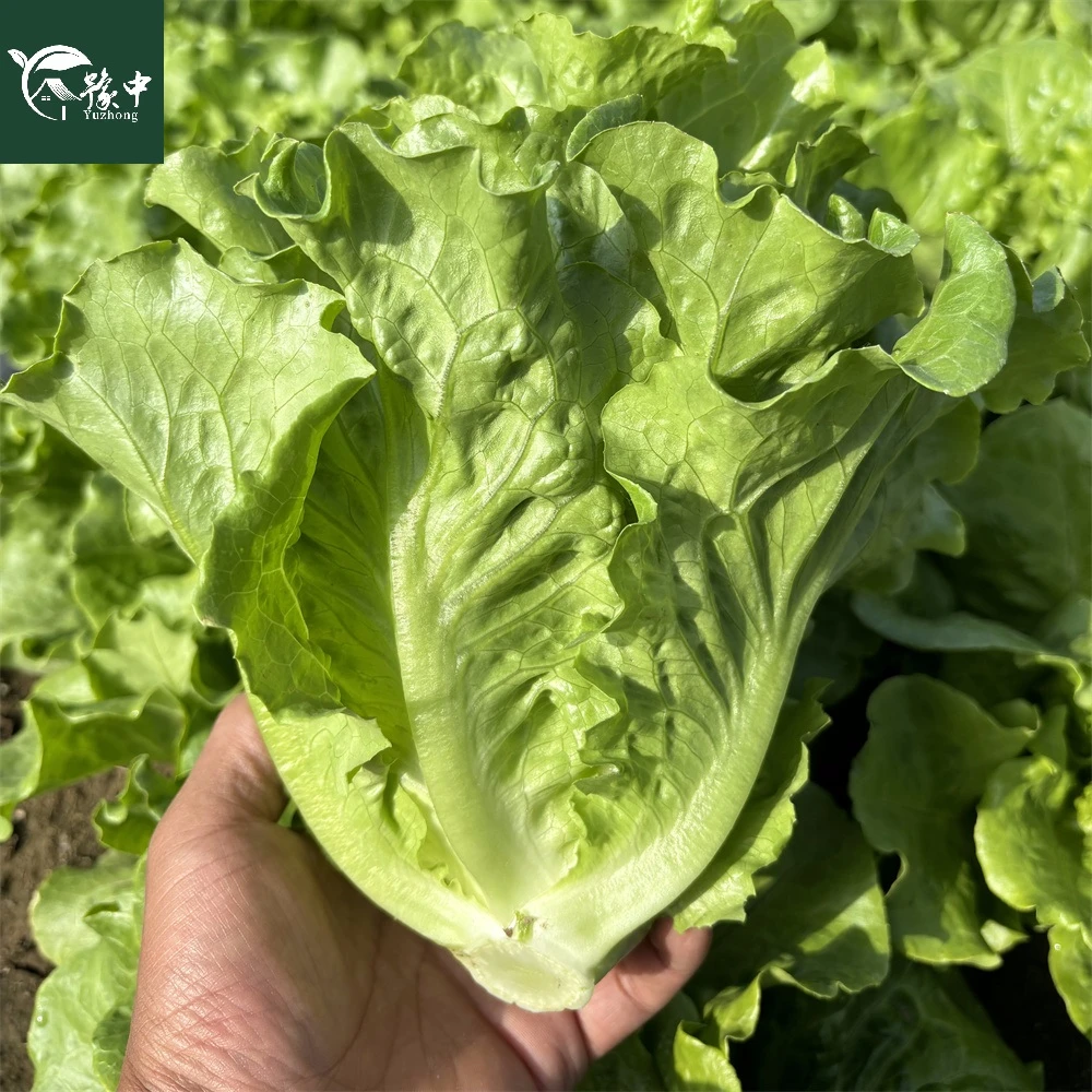 现摘现发新鲜生菜罗莎绿意大利生菜烤肉涮火锅低脂蔬菜营养健康