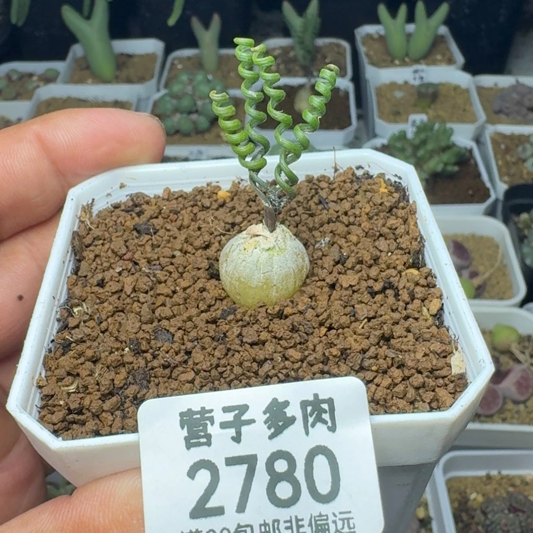 钢丝弹簧草。 脱土。