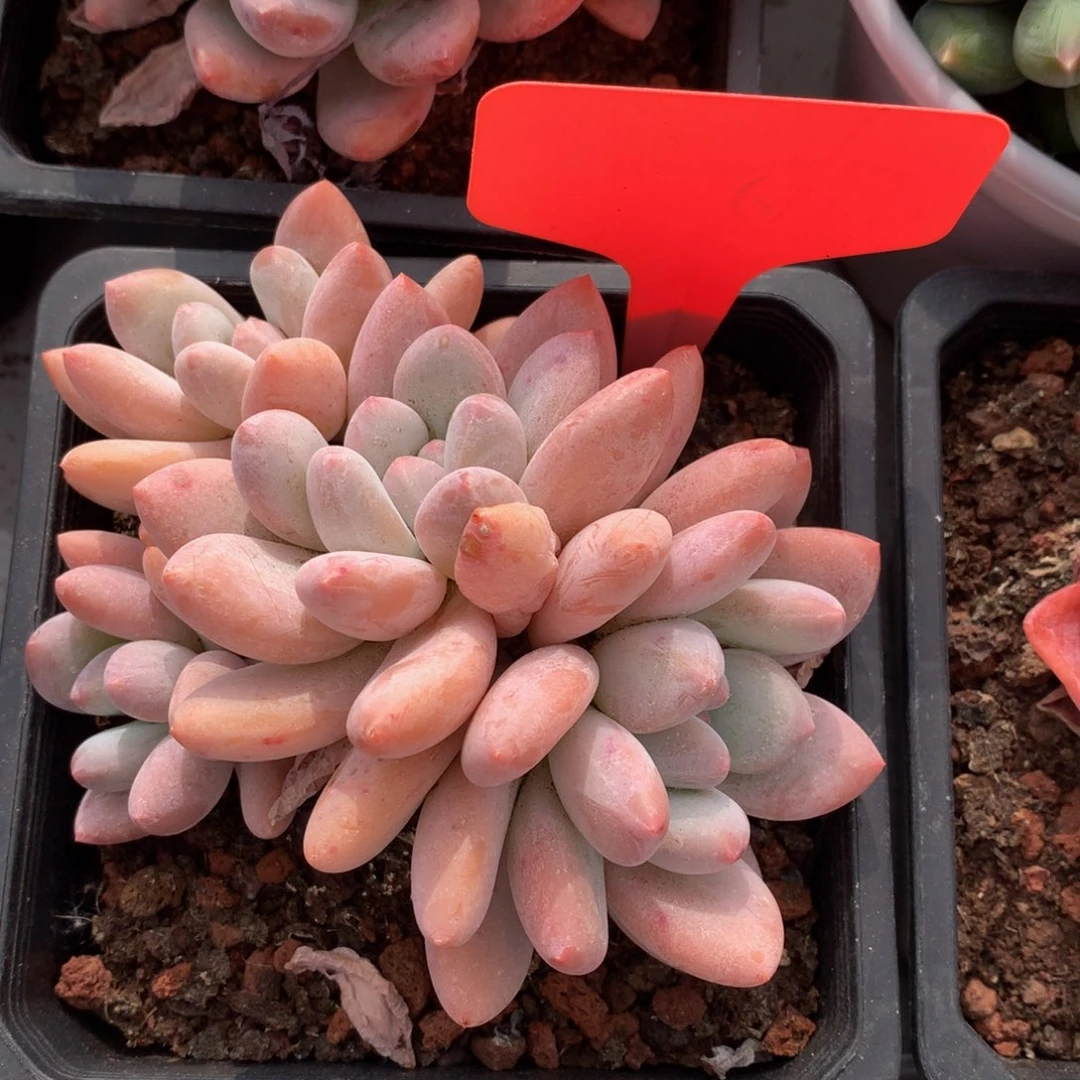 先睡哦726272772737