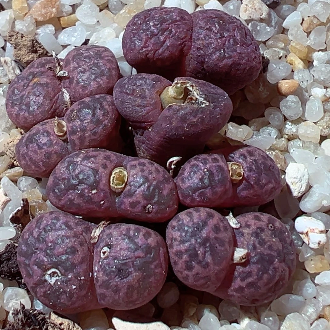 1226-777多肉多日紫鸟