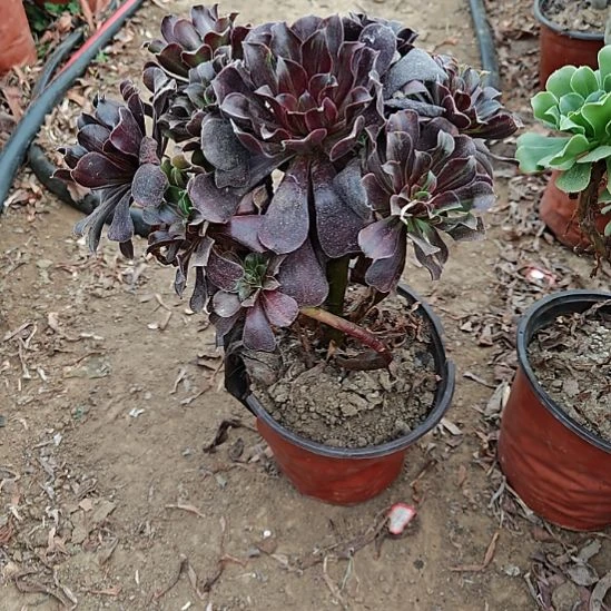 欧若拉加急发货了1