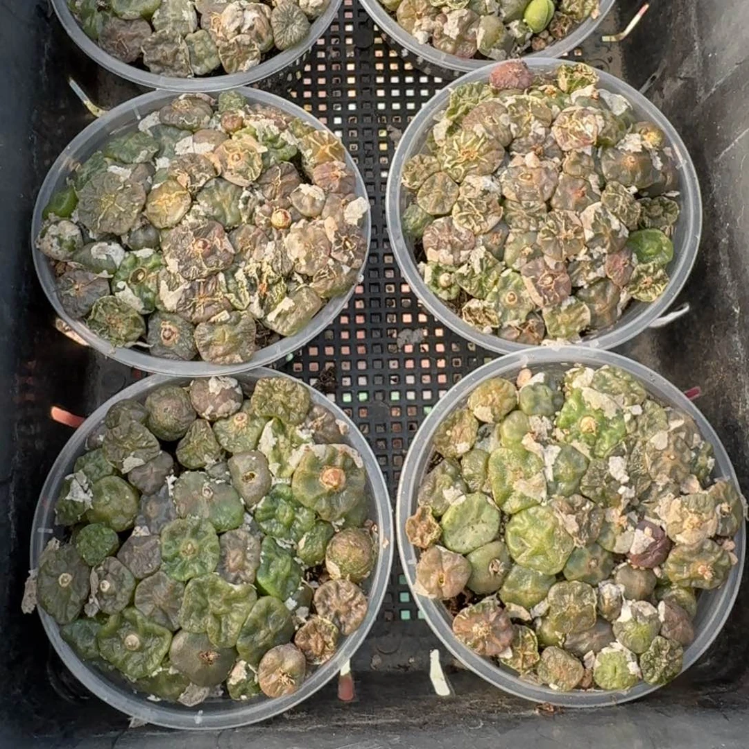 新 烧卖切糕福利一盆