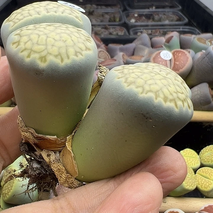 不*话184炸1111111111111