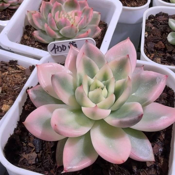 迦蓝锦多肉植物一物一拍