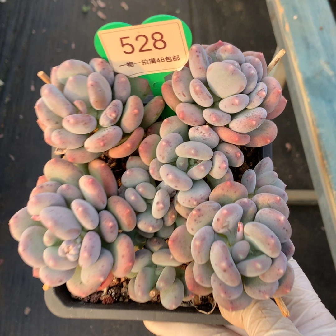 咖啡美人老桩平头528