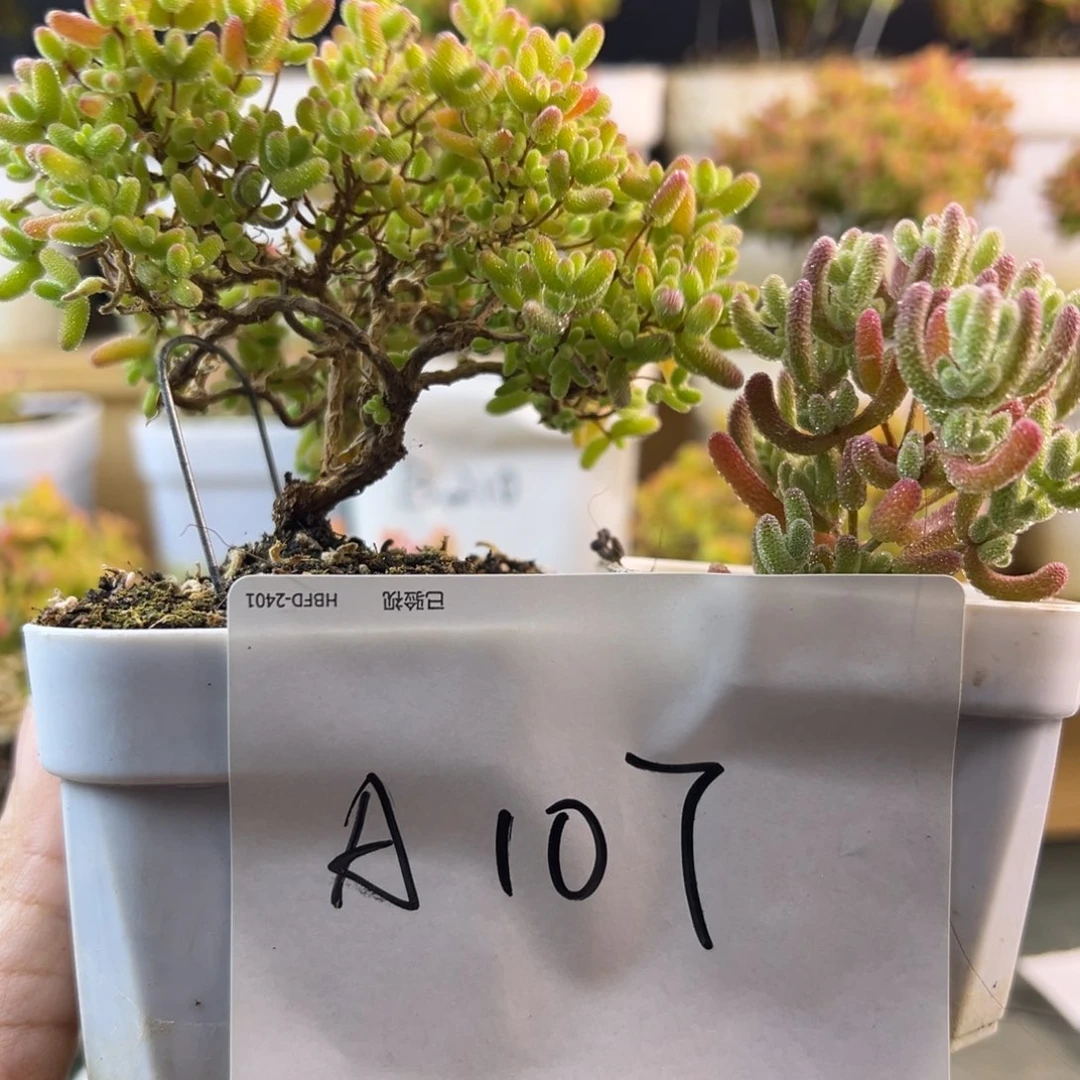 107蜜橘冰晶套➕小惊喜