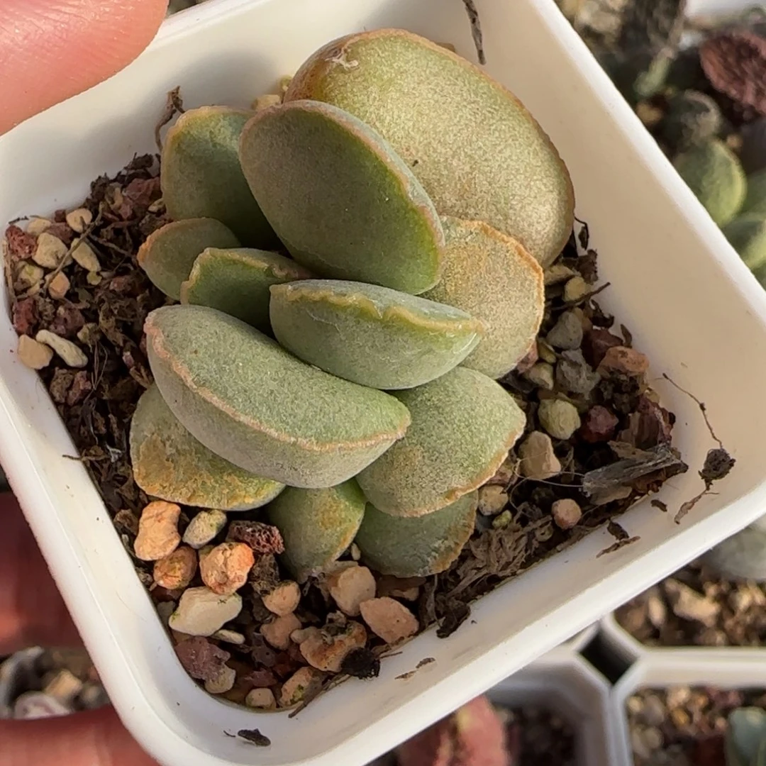 谷雨水泡多肉植物水泡