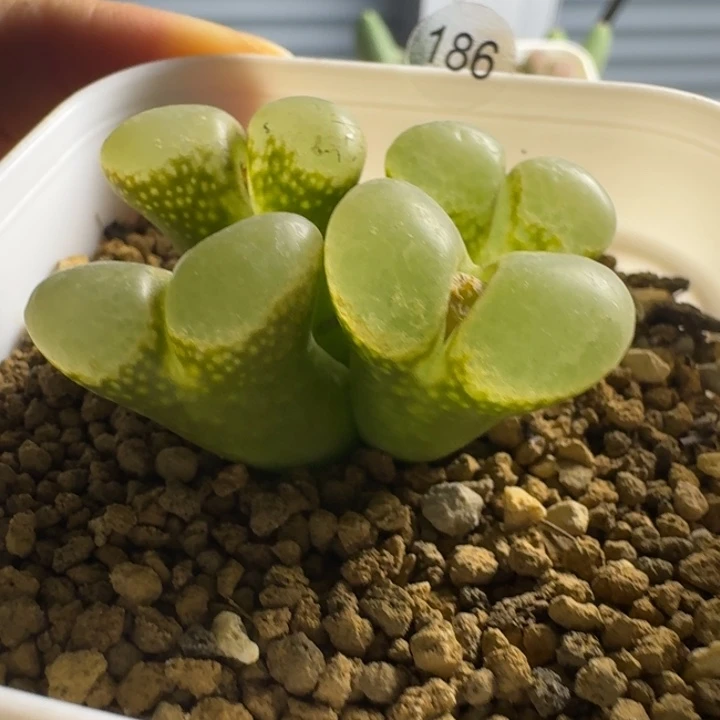 多肉.....186..........