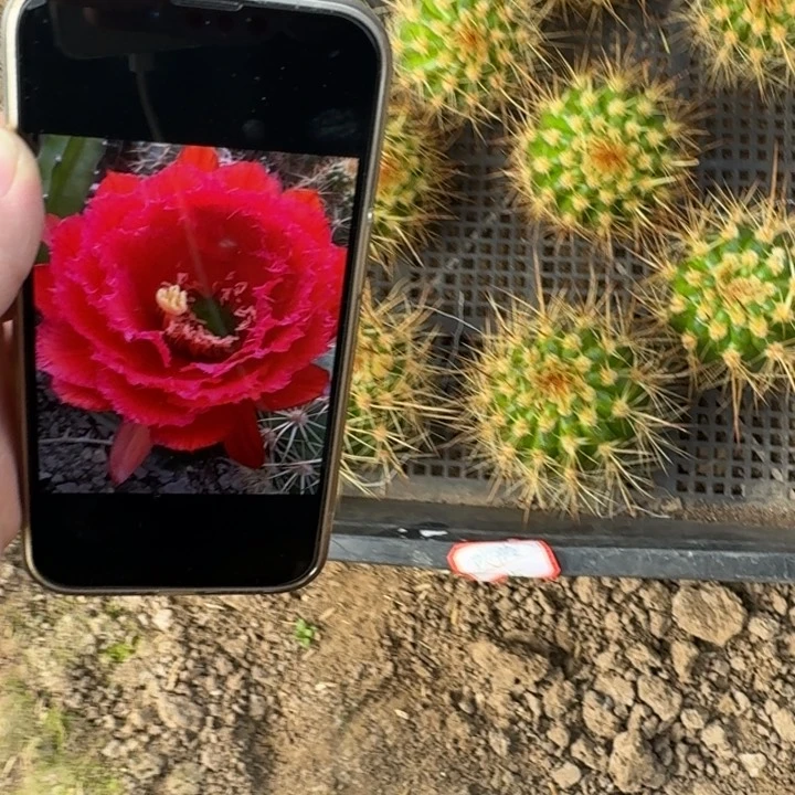 292毛花柱欢茄无根侧牙歪6公分左右