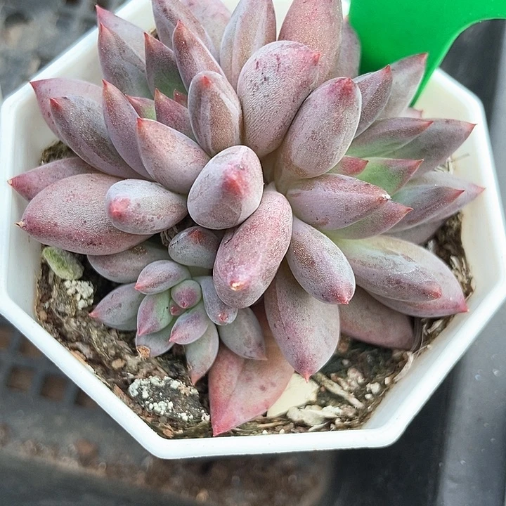 多肉植物虞美人群966
