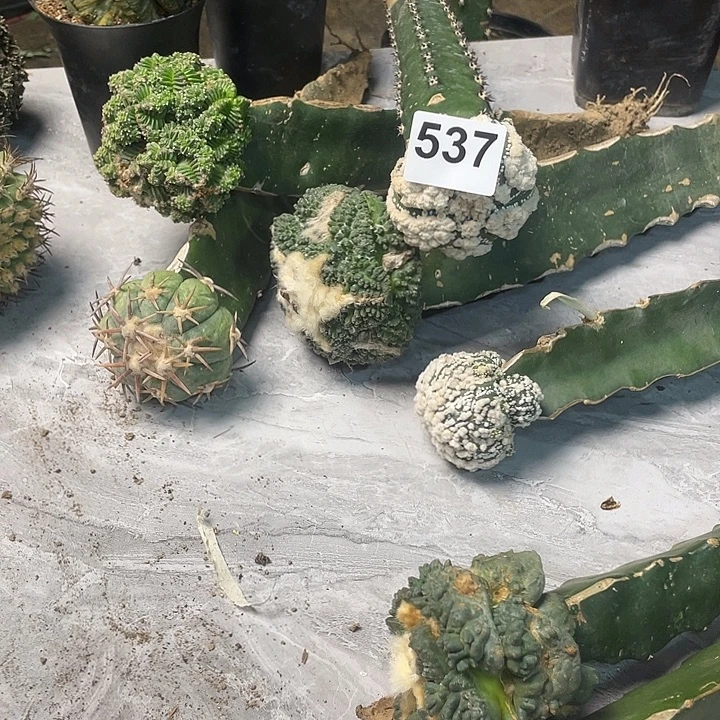 完全开放537花园海星指纹兜