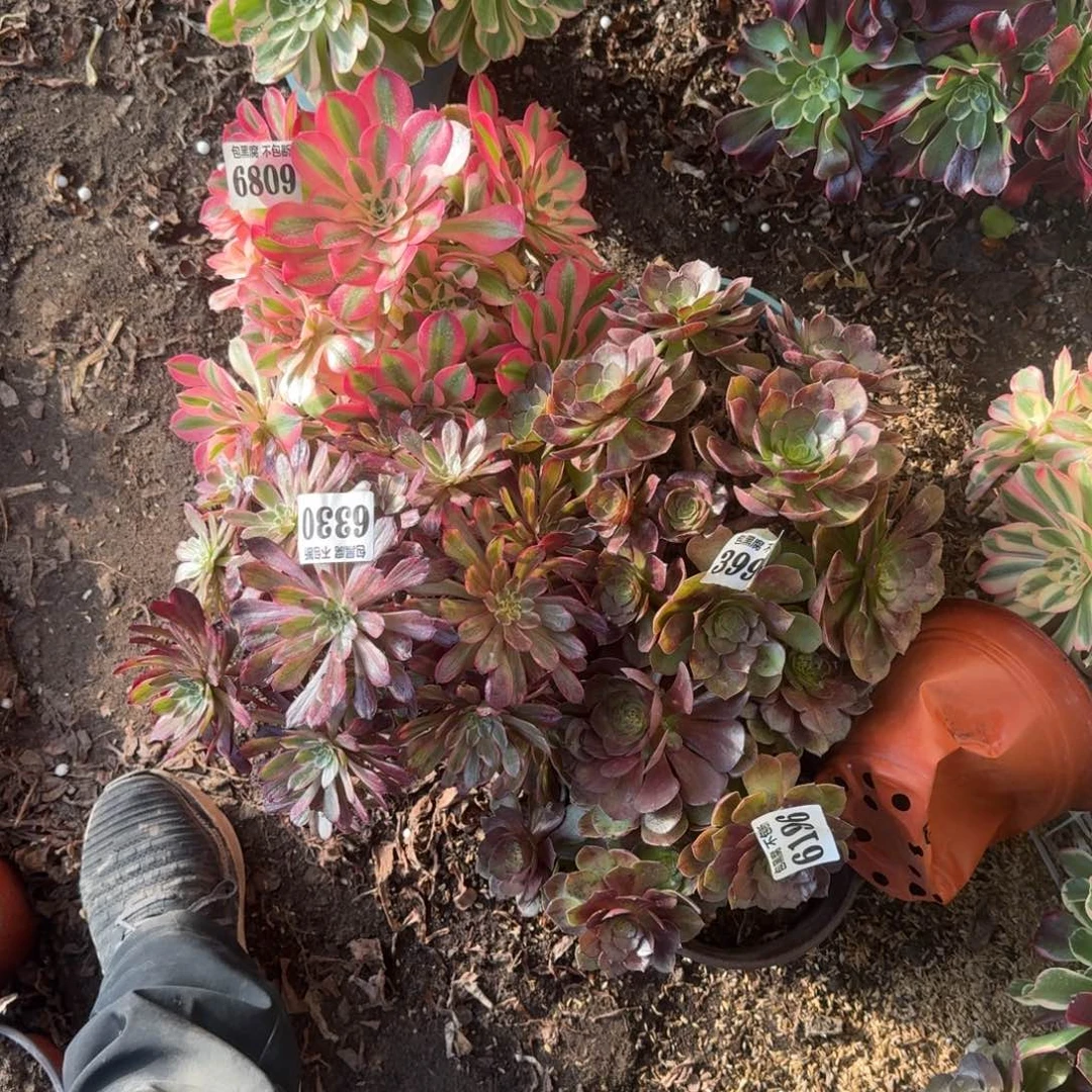 法师4颗6330 19-10