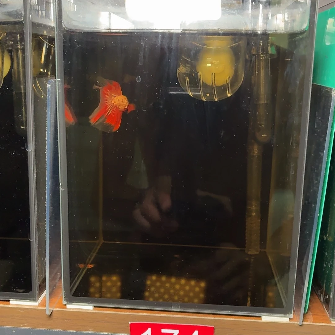 斗鱼红金电摇半月